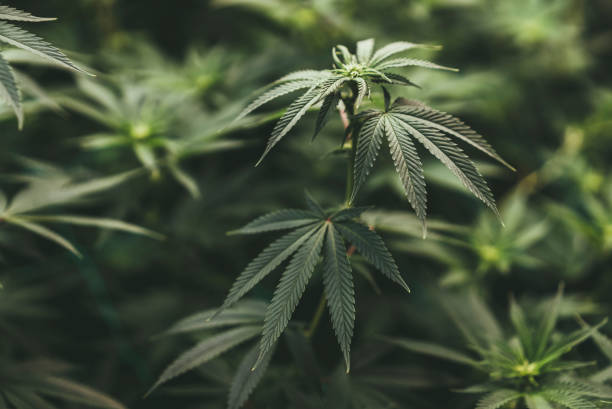 How to Indulge in Deliciously Discreet Treats at a Leading Denver Dispensary