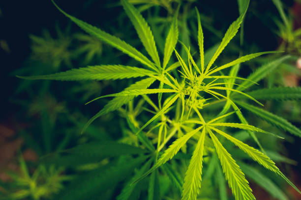 Understanding Colorado's Laws and Regulations on Cannabis Edibles