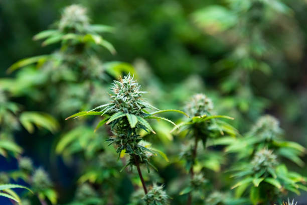 Discover How to Elevate Your Snack Game with Unique Edibles from Denver's Finest