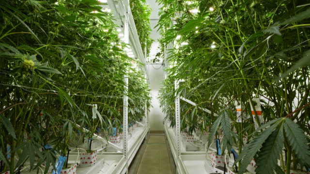 Tips for First-Time Consumers of Denver Dispensary Edibles